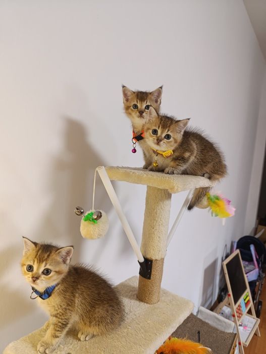 Шикарные шотландские котята золотые шиншиллы