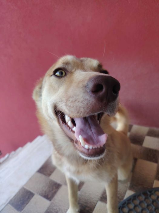 Adoção cãozinho de 7 meses