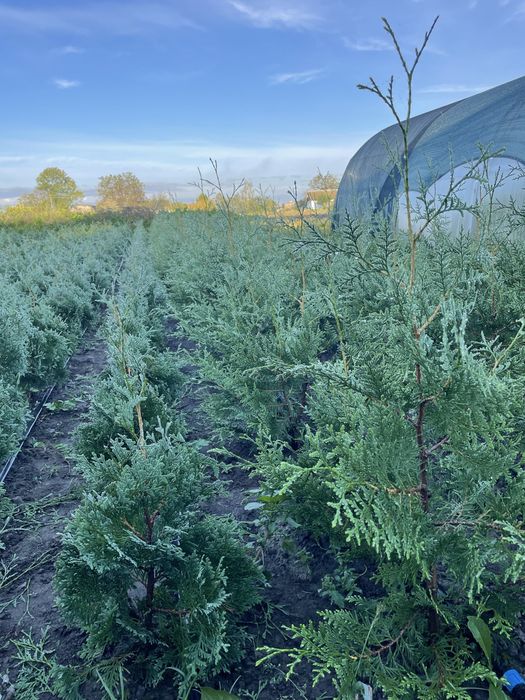 Туя Брабант 60-70 см., самшит,верба Хакуро Нішикі