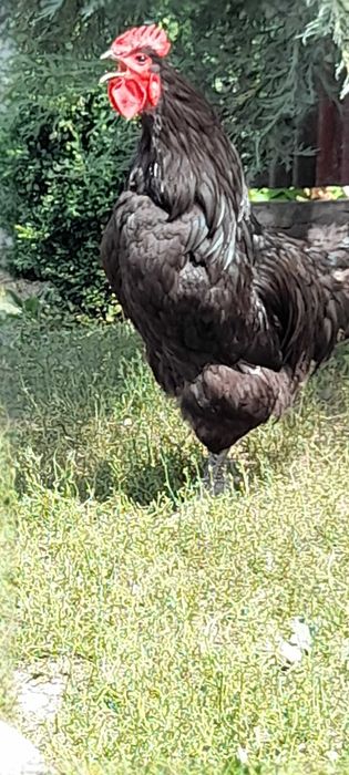 кури Джерсійський гігант