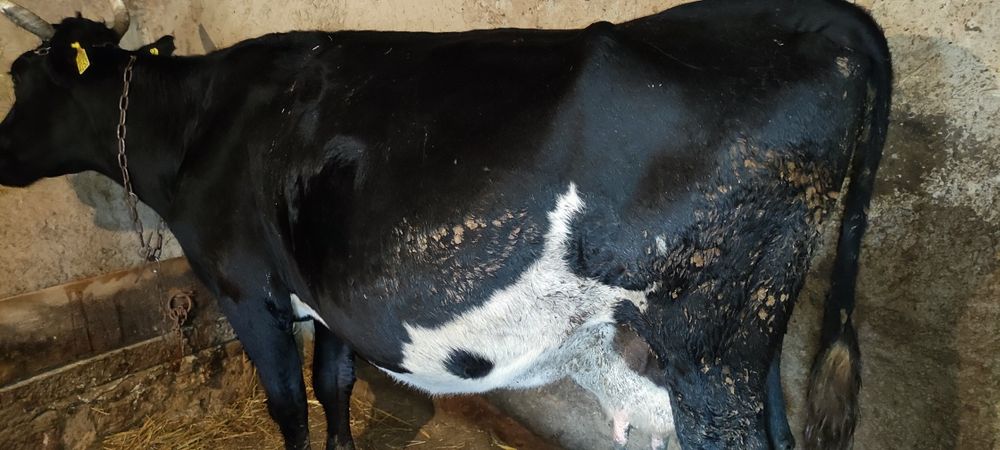 Продам корову на хозяйство