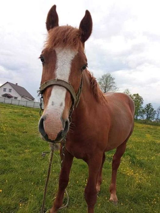 Продам коня рік і мисяц