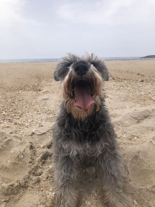 Petsitter / Estadias familiares