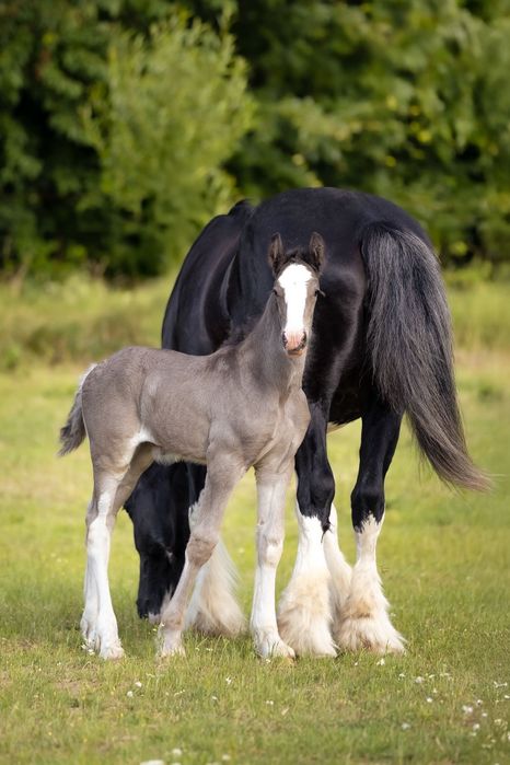 Stanówka ogier Shire KNUTSFORD RICOCHET 195cm, licencja SHS i PZHK