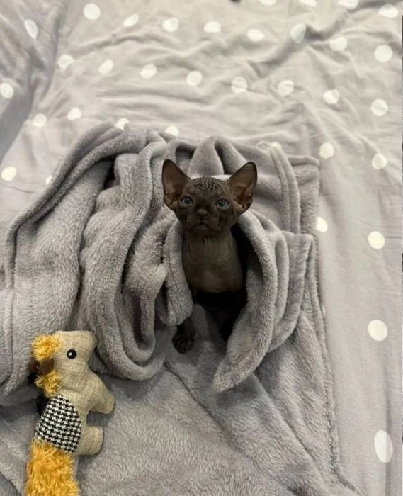 Канадські сфінкси