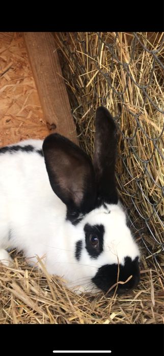 Кролі строкачі,є самецьі два самкі,хороші в роботі,провакциновані………..