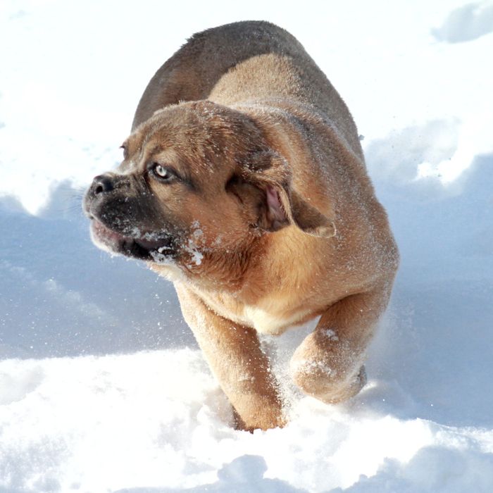 Супер широкая мощная девочка Норс Американ мастиф.  НАМ