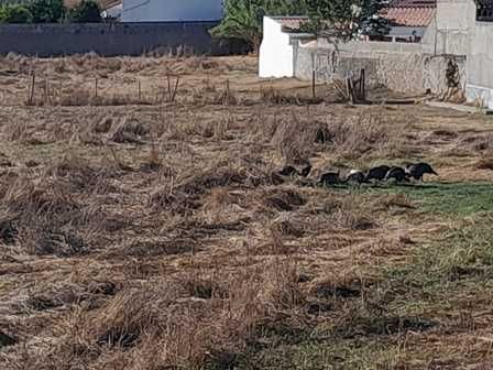 Quinta ( 2 hectares terreno /  2000m2 construcão)  em Vila Alentejana