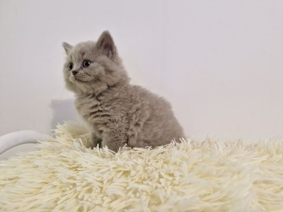 Kotek brytyjski FPL długowłosy