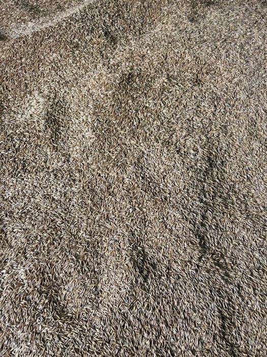 Owies nawigator czyste ziarno