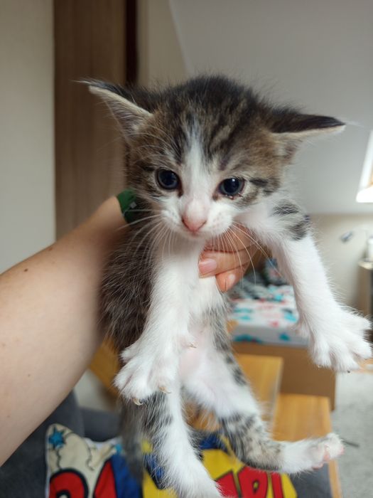 Piękne małe kotki do adopcji