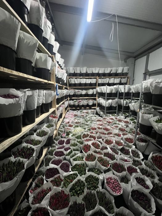 Заголовок: Тюльпани оптом Ужгород | Місцевий тюльпан | Голландський