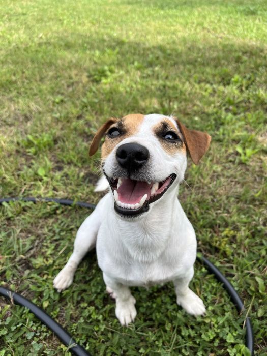 В’язка Джек Рассел тер‘єр