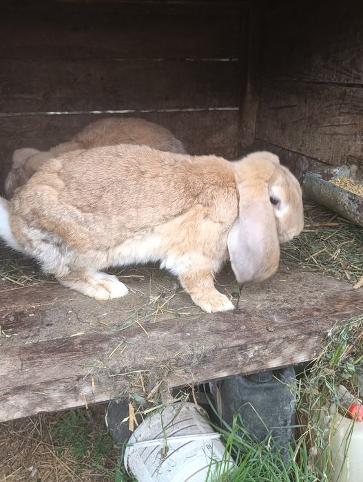 Króliki rasy baran francuski 3samce i 2 samice