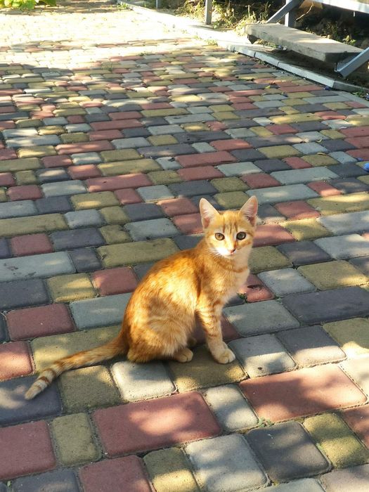 Отдам рыжего котенка, девочка, 5 месяцев