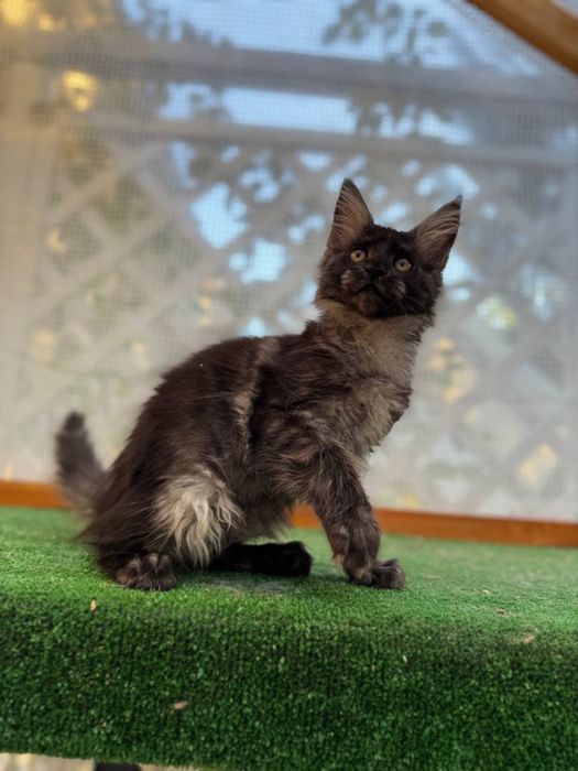 Sprzedam kociaka rasy Maine Coon