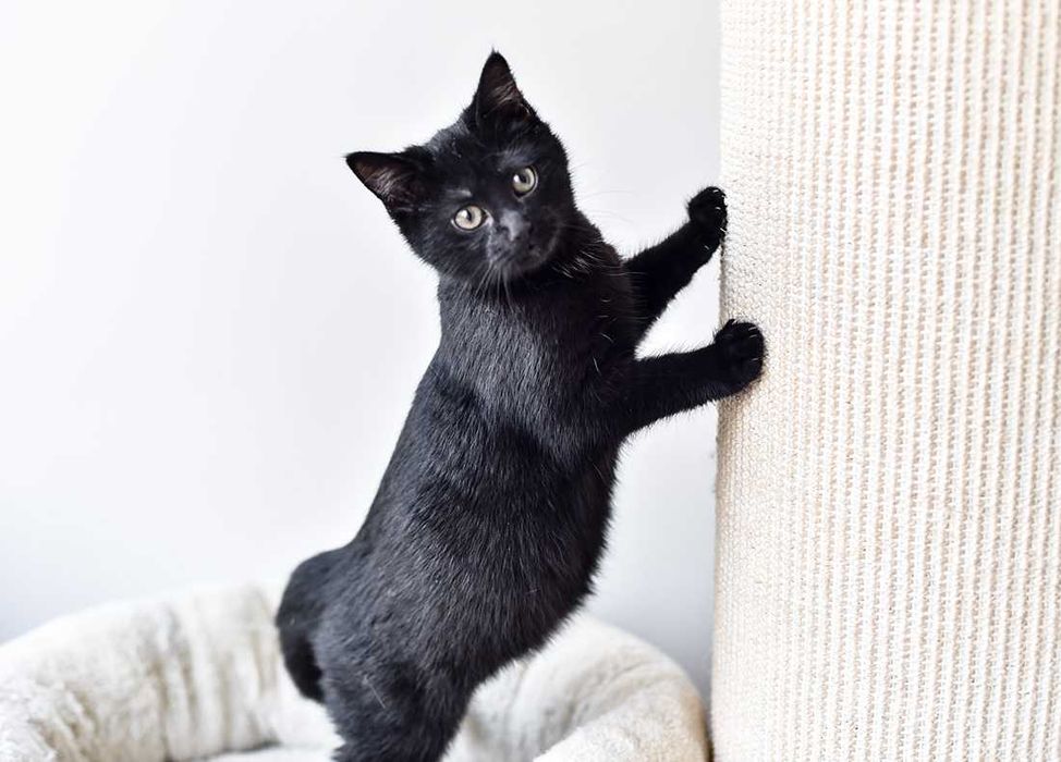 Kotka do adopcji - ADORA, 1rok