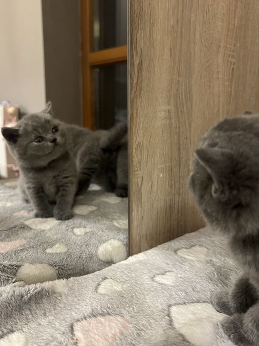 Kocur brytyjski, kot brytyjski, kotek brytyjski, brytyjczyk