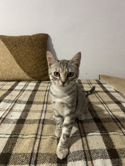 Котенок девочка ищет дом