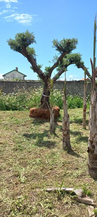 Oliveiras Ornamentais