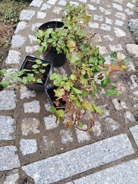 Bluszcz pospolity (hedera)