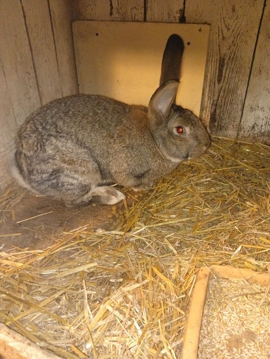 Witam samiec na sprzedaż