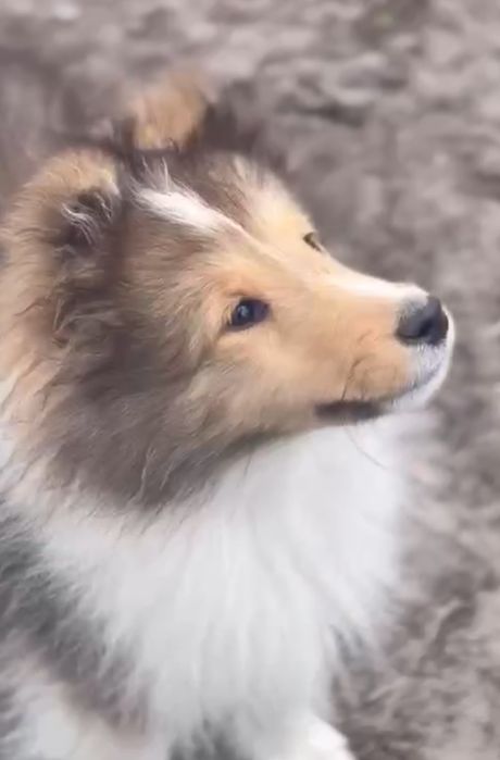 Piękna suczka linia amerykańska ZKwP/FCI