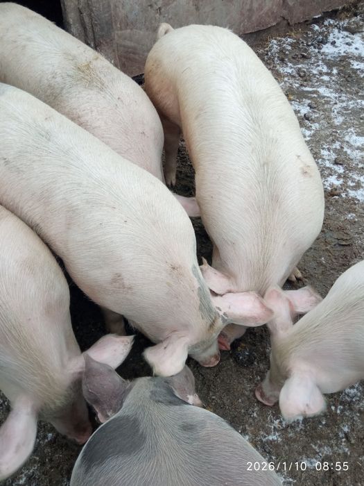 Продам свиней живою вагою