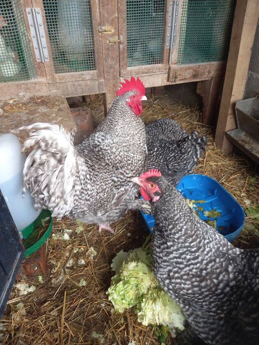 Malines - Ovos Galados