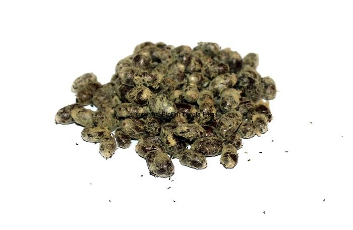 Murarki kokony ok. 150 szt.