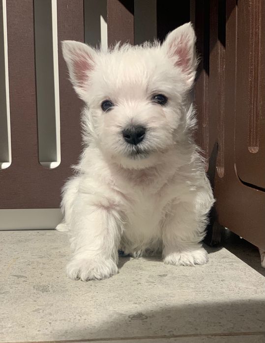 Вестх Хайленд Вайт терєр