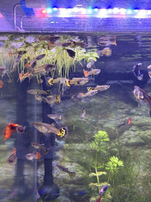 Guppy surtidos amarelo e laranja