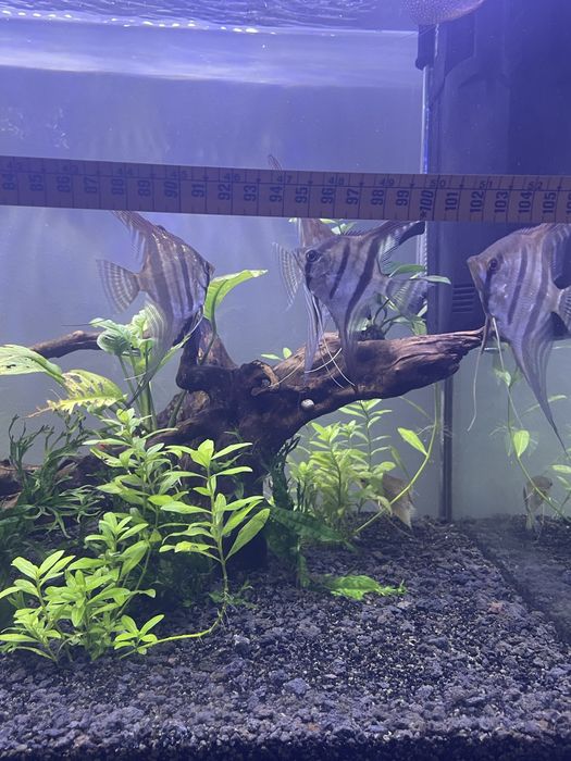 Pterophilum Scalare “Escalares Altum”