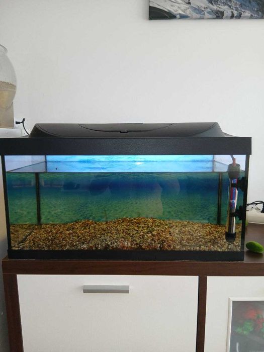 Zestaw Akwarium 54L + Rybki