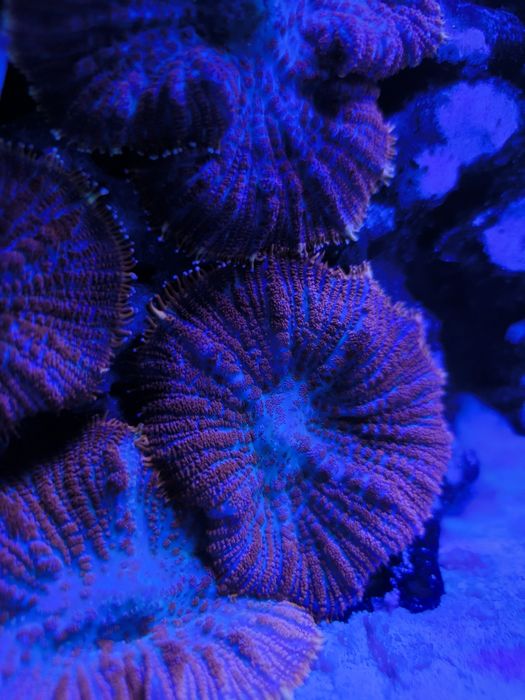 Koralowiec Superman Rhodactis inchoata Mushroom