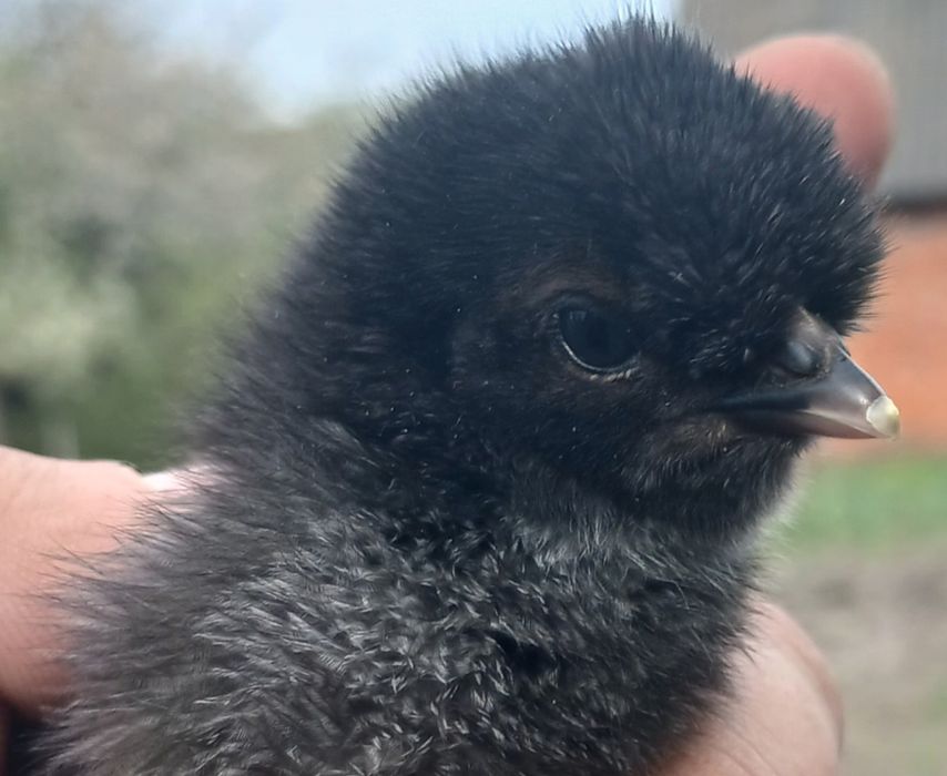 Інкубаційне яйце чубатих курей