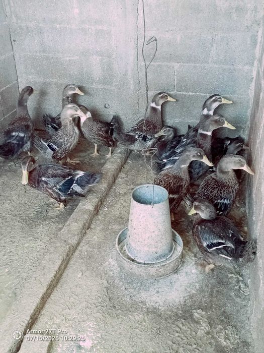 Patos Rouen Baratos