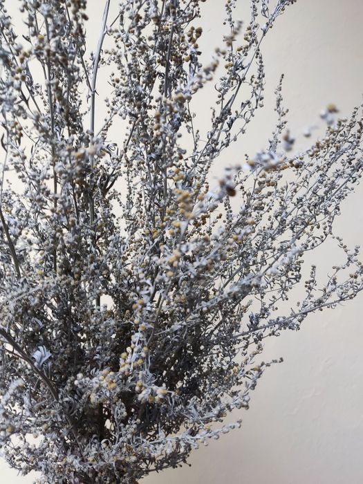 Duża wiązka piołunu z kwiatem