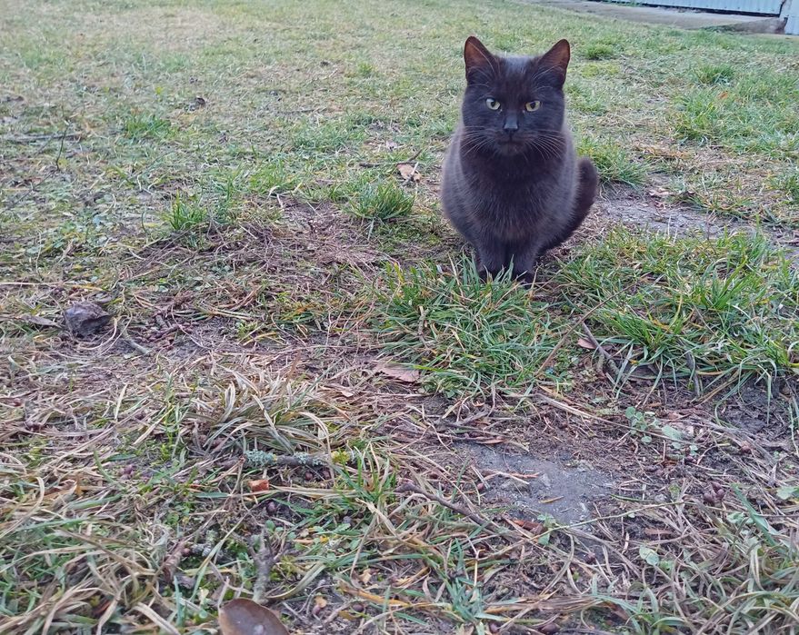 Dwa małe 5 miesięczne kotki