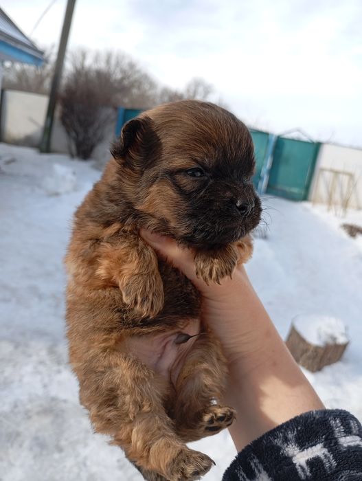 Хлопчик пікінессс