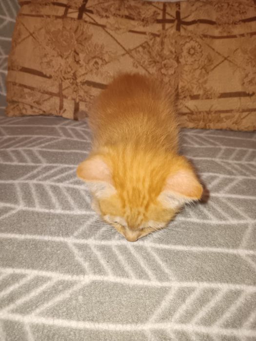 Adoção responsável – 4 gatinhos com 2 meses