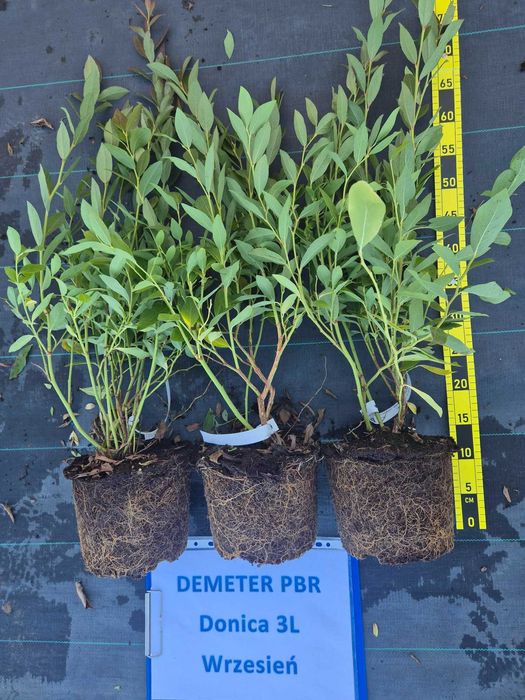 Borówka amerykańska DEMETER PBR  donica 3litry