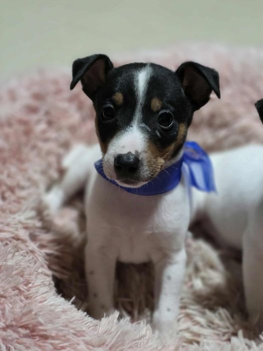 Jack Russell Terrier