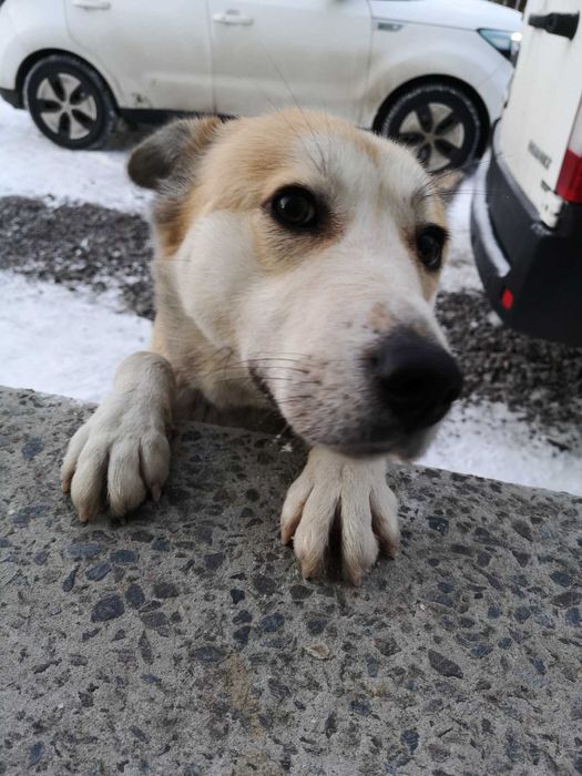 собака дівчинка домашня шукаємо власників метис акіта іну