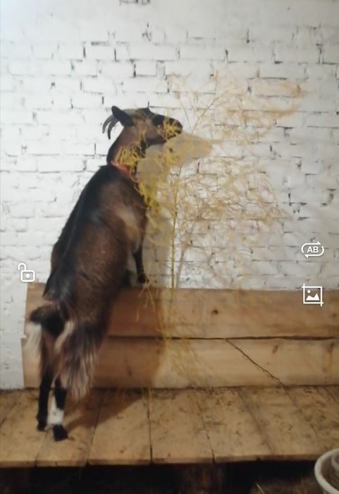 Коза не кітна 1000 грн