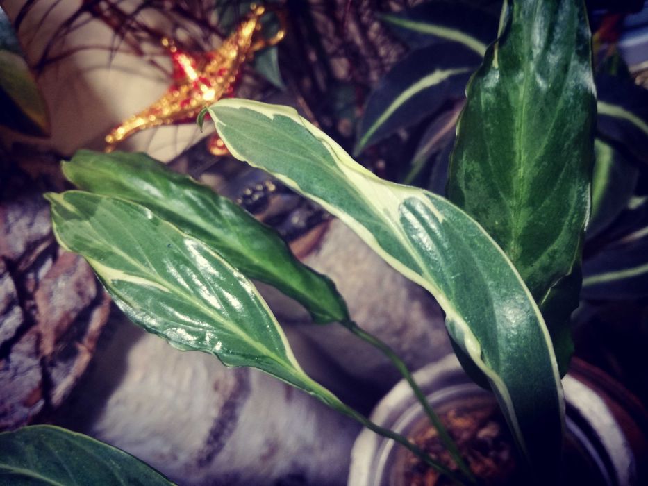 Spathiphyllum Indonesian Variegata Silver skrzydłokwiat monstera