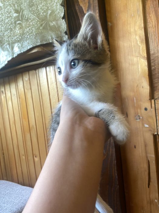 віддам кіточку в хороші руки. місто Косів
