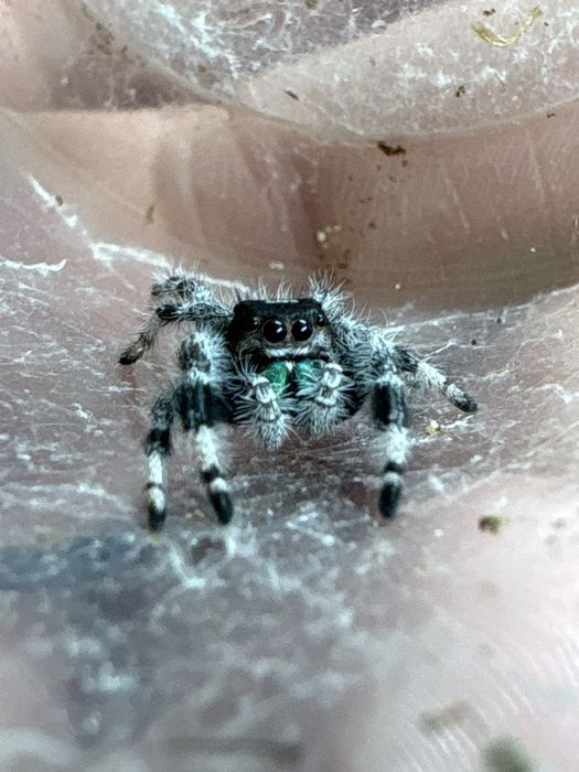 Skakun Phidippus regius bahamas