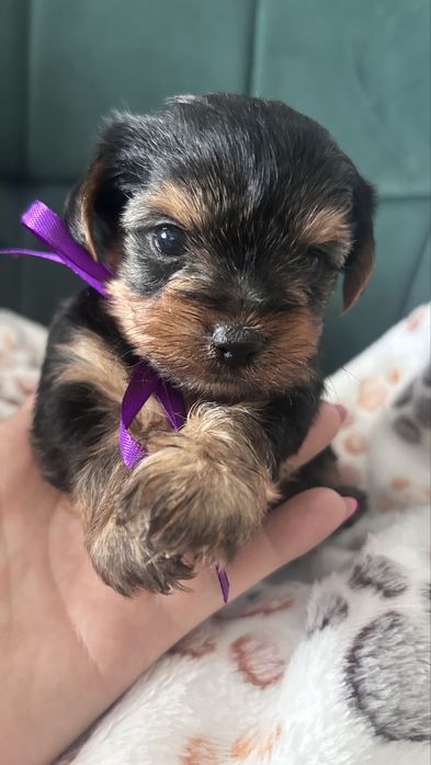 Szczeniaki yorkshire Terrier
