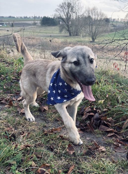 Джой шукає любляче серце